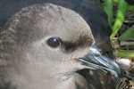 Phoenix petrel. Adult at breeding colony. Kiritimati, Kiribati, February 2015. Image © Ray Pierce by Ray Pierce.