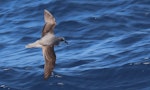 Soft-plumaged petrel. Adult. Kawhia Harbour, 31 nautical miles to west, April 2016. Image © Tim Barnard by Tim Barnard.