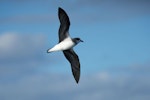 Soft-plumaged petrel. Adult in flight. Outer Hawke Bay, June 2016. Image © Les Feasey by Les Feasey.