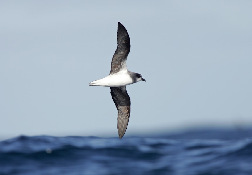 Soft-plumaged petrel. In flight. At sea en route to Antipodes Island, April 2009. Image © David Boyle by David Boyle.