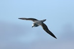 Soft-plumaged petrel. Dorsal view in flight. At sea en route to Antipodes Island, April 2009. Image © David Boyle by David Boyle.