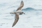 Soft-plumaged petrel. Dorsal view of bird in flight. At sea off Otago Peninsula, March 2017. Image © Matthias Dehling by Matthias Dehling.