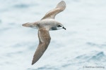 Soft-plumaged petrel. Dorsal view of bird in flight. At sea off Otago Peninsula, March 2017. Image © Matthias Dehling by Matthias Dehling.