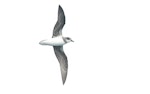 Soft-plumaged petrel. Ventral view of bird in flight. At sea off Otago Peninsula, March 2017. Image © Matthias Dehling by Matthias Dehling.