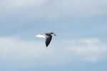 Soft-plumaged petrel. Adult in flight. Outer Hawke Bay, June 2016. Image © Les Feasey by Les Feasey.