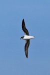 Soft-plumaged petrel. In flight underside view. Kaikoura pelagic, June 2015. Image © Duncan Watson by Duncan Watson.