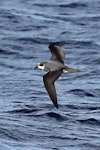 Soft-plumaged petrel. In flight top view. Kaikoura pelagic, June 2015. Image © Duncan Watson by Duncan Watson.