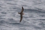 Soft-plumaged petrel. Intermediate morph - dorsal. Southern Indian Ocean, December 2011. Image © Sergey Golubev by Sergey Golubev.