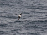 Soft-plumaged petrel. Intermediate morph - ventral. Southern Indian Ocean, December 2011. Image © Sergey Golubev by Sergey Golubev.