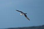 Soft-plumaged petrel. Adult in flight. Outer Hawke Bay, June 2016. Image © Les Feasey by Les Feasey.