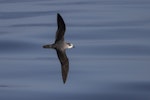 Soft-plumaged petrel. Adult in flight. At sea off Otago Peninsula, March 2022. Image © Oscar Thomas by Oscar Thomas.