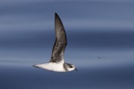 Soft-plumaged petrel. Adult in flight. At sea off Otago Peninsula, March 2022. Image © Oscar Thomas by Oscar Thomas.