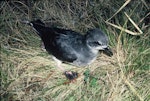 Soft-plumaged petrel. Adult at breeding colony. Antipodes Island, October 1990. Image © Colin Miskelly by Colin Miskelly.