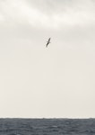 Soft-plumaged petrel. High banking. At sea off Otago Peninsula, March 2017. Image © Matthias Dehling by Matthias Dehling.