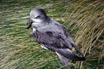 Soft-plumaged petrel. Dorsal view of adult on ground. Reef Point, Antipodes Island, November 1995. Image © Alan Tennyson by Alan Tennyson.