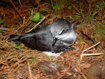 Soft-plumaged petrel. Adult on ground showing crown. Chatham Island, November 2007. Image © Graeme Taylor by Graeme Taylor.