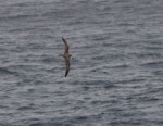 Soft-plumaged petrel. Intermediate morph - dorsal. Southern Indian Ocean, December 2011. Image © Sergey Golubev by Sergey Golubev.