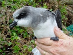 Soft-plumaged petrel. Adult bird showing head and bill. Chatham Island, November 2007. Image © Graeme Taylor by Graeme Taylor.