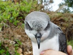 Soft-plumaged petrel. Adult in hand showing forehead. Chatham Island, November 2007. Image © Graeme Taylor by Graeme Taylor.