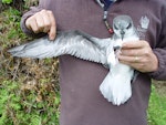 Soft-plumaged petrel. Adult in hand showing underwing. Chatham Island, November 2007. Image © Graeme Taylor by Graeme Taylor.