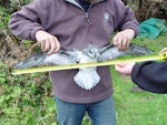 Soft-plumaged petrel. Ventral view of adult being measured. Chatham Island, November 2007. Image © Graeme Taylor by Graeme Taylor.