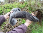 Soft-plumaged petrel. Adult in hand showing upperwing. Chatham Island, November 2007. Image © Graeme Taylor by Graeme Taylor.