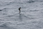 Mottled petrel | Kōrure. Side view of bird in flight. At sea en route to Antipodes Island, December 2009. Image © David Boyle by David Boyle.