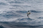 Mottled petrel | Kōrure. Adult in flight. Southern Ocean, January 2018. Image © Mark Lethlean 2018 birdlifephotography.org.au by Mark Lethlean.