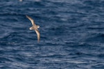 Mottled petrel | Kōrure. Adult in flight. Southern Ocean, January 2018. Image © Mark Lethlean 2018 birdlifephotography.org.au by Mark Lethlean.