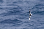 Mottled petrel | Kōrure. Adult in flight. Southern Ocean, January 2018. Image © Mark Lethlean 2018 birdlifephotography.org.au by Mark Lethlean.