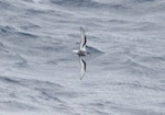 Mottled petrel | Kōrure. Adult in flight. At sea off the Auckland Islands, November 2011. Image © Detlef Davies by Detlef Davies.