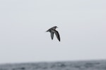 Mottled petrel | Kōrure. Dorsal view of bird in flight. At sea en route to Antipodes Island, December 2009. Image © David Boyle by David Boyle.