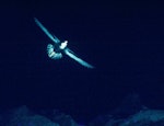 Mottled petrel | Kōrure. Bird in flight over breeding colony at night. Snares Islands, February 1983. Image © Colin Miskelly by Colin Miskelly.