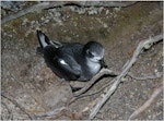 Mottled petrel | Kōrure. Adult on ground showing 'face'. Whenua Hou / Codfish Island, December 2011. Image © Colin Miskelly by Colin Miskelly.