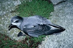 Mottled petrel | Kōrure. Dorsal view of adult on the ground. Observation Rock, Snares Islands, February 1986. Image © Alan Tennyson by Alan Tennyson.