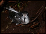 Mottled petrel | Kōrure. Adult at burrow entrance showing crown. Putauhinu Island, Stewart Island, March 2011. Image © Colin Miskelly by Colin Miskelly.