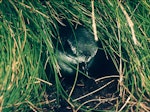 Mottled petrel | Kōrure. At burrow entrance among Poa astonii. Snares Islands, February 1983. Image © Colin Miskelly by Colin Miskelly.