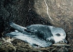 Mottled petrel | Kōrure. Adult on nest. North East Island, Snares Islands, November 1986. Image © Colin Miskelly by Colin Miskelly.