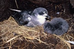 Mottled petrel | Kōrure. Adult and hatchling. North Promontory, Snares Islands, February 1986. Image © Alan Tennyson by Alan Tennyson.