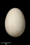 Mottled petrel | Kōrure. Egg 57.0 x 40.6 mm (NMNZ OR.019285, collected by Sandy Bartle). North East Island, Snares Islands, January 1977. Image © Te Papa by Jean-Claude Stahl.