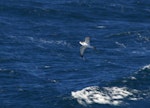 Juan Fernandez petrel. Adult in flight. At sea off Valparaiso, Chile, January 2009. Image © Colin Miskelly by Colin Miskelly.