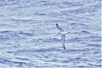 Juan Fernandez petrel. Adult in flight, ventral view. South Pacific, half way between Easter Island and Punta Arenas, Chile, November 2017. Image © Cyril Vathelet by Cyril Vathelet.