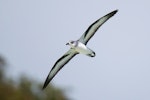 Black-winged petrel | Karetai kapa mangu. Adult in flight, ventral view. Neds Beach, Lord Howe Island, February 2017. Image © Mark Lethlean by Mark Lethlean.