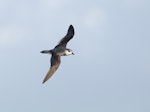 Black-winged petrel | Karetai kapa mangu. Adult in flight. Blinky Point, Lord Howe Island, April 2019. Image © Glenn Pure 2019 birdlifephotography.org.au by Glenn Pure.