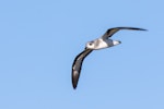 Black-winged petrel | Karetai kapa mangu. Adult in flight. Norfolk Island, November 2016. Image © Lindsay Hansch by Lindsay Hansch.