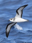 Black-winged petrel | Karetai kapa mangu. Adult in flight. At sea on route to Kermadec Islands, March 2021. Image © Scott Brooks (ourspot) by Scott Brooks.