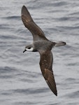 Black-winged petrel | Karetai kapa mangu. Adult in flight. Kermadec Islands, March 2021. Image © Scott Brooks (ourspot) by Scott Brooks.