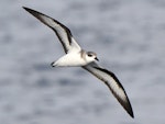 Black-winged petrel | Karetai kapa mangu. Adult in flight. Kermadec Islands, April 2021. Image © Scott Brooks (ourspot) by Scott Brooks.