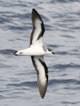 Black-winged petrel | Karetai kapa mangu. Adult in flight. Kermadec Islands, April 2021. Image © Scott Brooks (ourspot) by Scott Brooks.