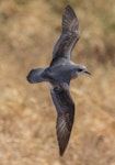 Black-winged petrel | Karetai kapa mangu. Adult in flight. Phillip Island, January 2017. Image © Imogen Warren by Imogen Warren.